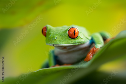 The cutest frog in the world. Red eyed tree frog. Amazing, lovely, smiley, funny. Native in rain forest, excellent jumper, red eye staring at predator, surprise.