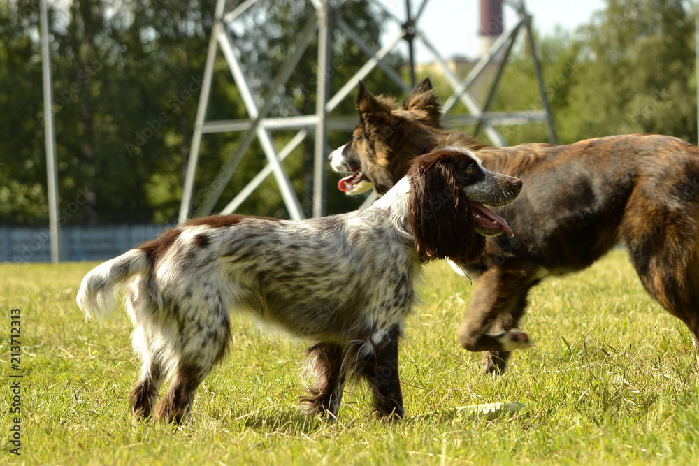 Dogs play with each other. Merry fuss puppies. Young dog education, cynology, intensive training of dogs. Young energetic dog on a walk. Dogs play with each other. Merry fuss puppies. Young dog education, cynology, intensive training of dogs. Young energetic dog on a walk.