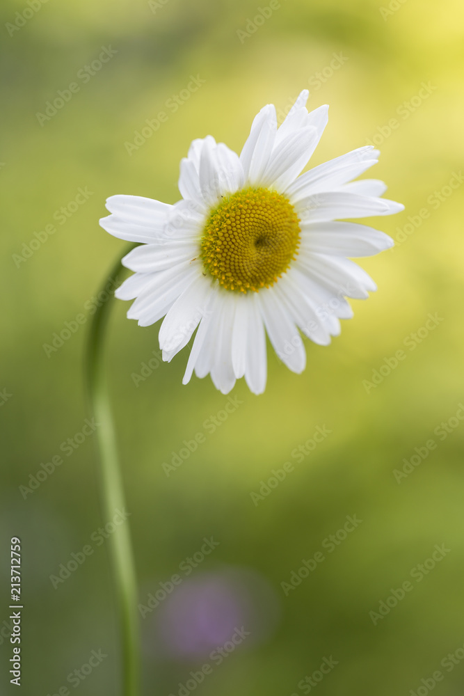 Obraz premium Daisy closeup, green soft background