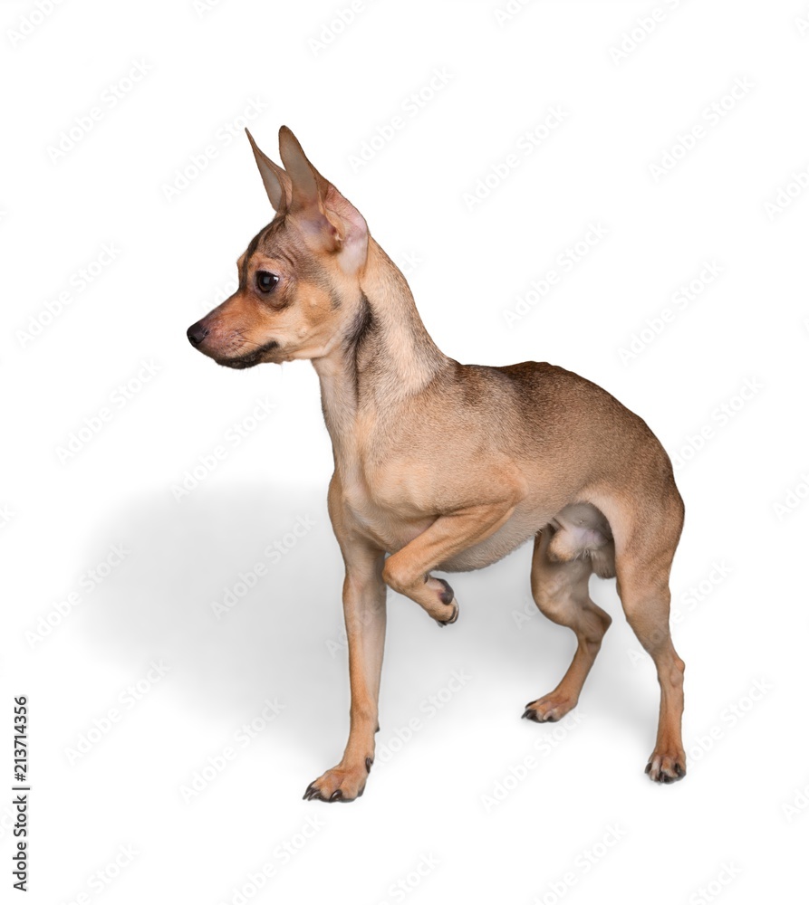 Chihuahua Standing on Three Feet Chihuahua Standing on Three Feet