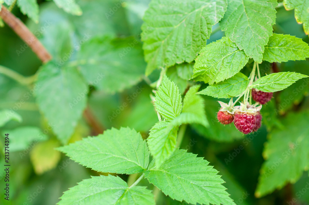 raspberry on bush raspberry on bush