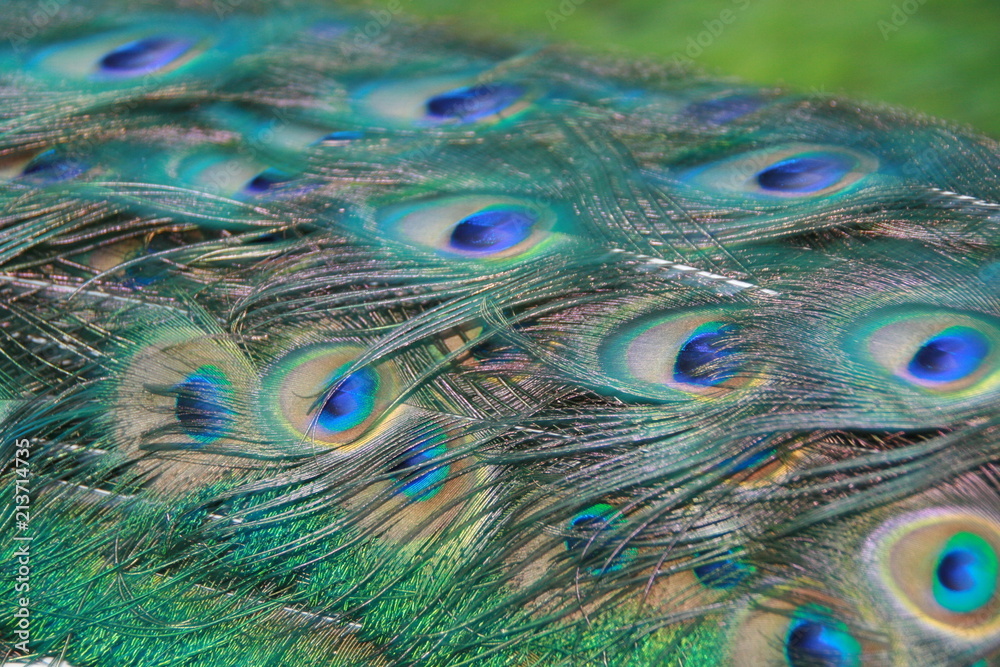 Fototapeta premium Peacock Tail Feathers