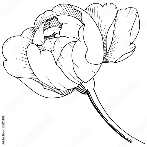Peony flower in a vector style isolated. Vector flower for background, texture, wrapper pattern, frame or border.