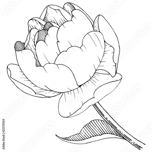 Peony flower in a vector style isolated. Vector flower for background, texture, wrapper pattern, frame or border.