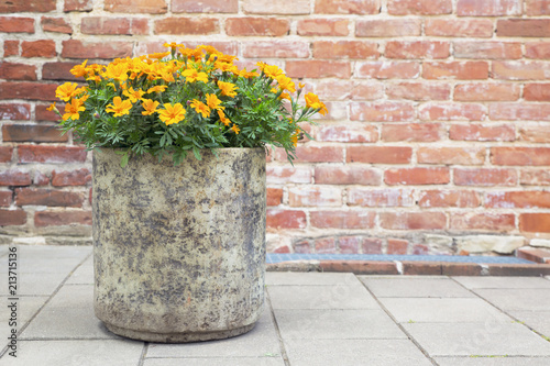 flower bed against the wall

