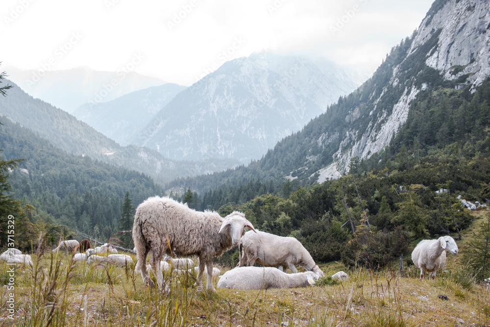 Sheep grazing at the Vršič pass, Triglav national park, Slovenia