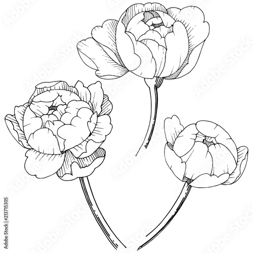 Peony flower in a vector style isolated. Vector flower for background, texture, wrapper pattern, frame or border.