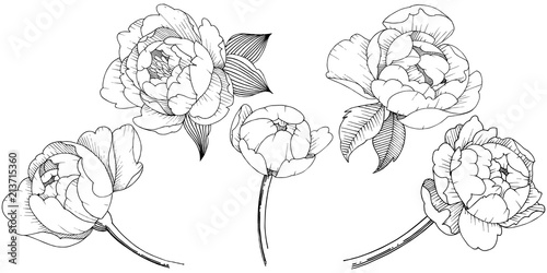 Peony flower in a vector style isolated. Vector flower for background, texture, wrapper pattern, frame or border.
