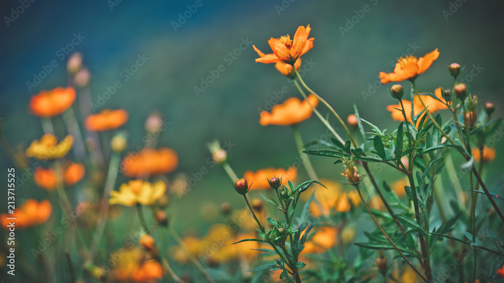 Orange Flowers Field