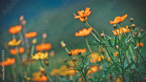 Orange Flowers Field © Aris Suwanmalee