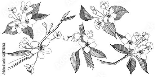 Apple tree in a vector style isolated. Full name of the plant: apple tree. Vector flower for background, texture, wrapper pattern, frame or border.