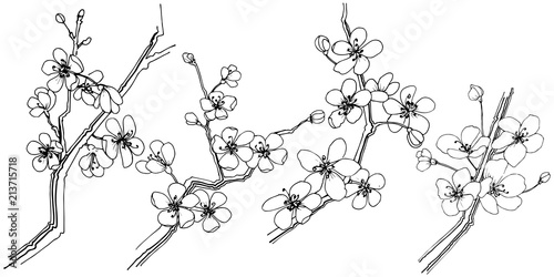 Sakura in a vector style isolated. Full name of the plant: sakura. Vector flower for background, texture, wrapper pattern, frame or border.