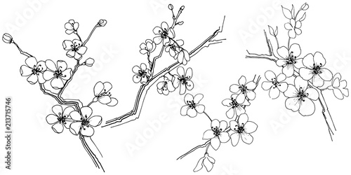 Sakura in a vector style isolated. Full name of the plant: sakura. Vector flower for background, texture, wrapper pattern, frame or border.