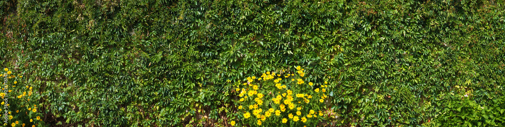 Wall covered with Virginia creeper plant (five-leaved ivy).