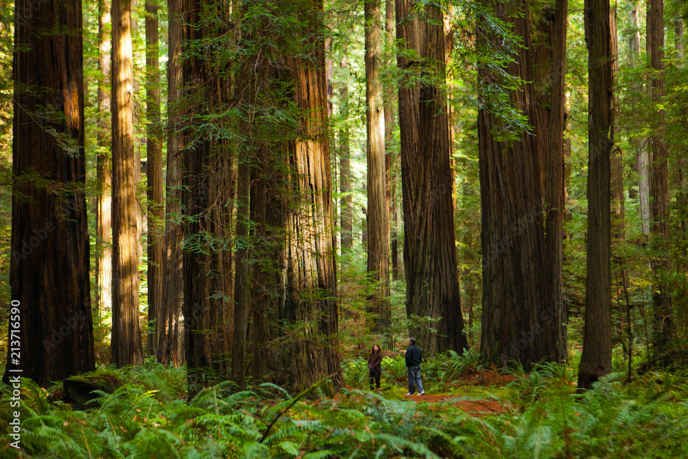 Two Tourists Dwarfed by Giant Redwoods