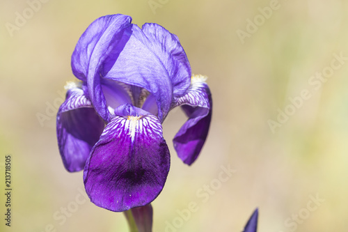 Fototapeta Naklejka Na Ścianę i Meble -  Primer plano de un lirio enano de monte (Iris lutescens) de color lila