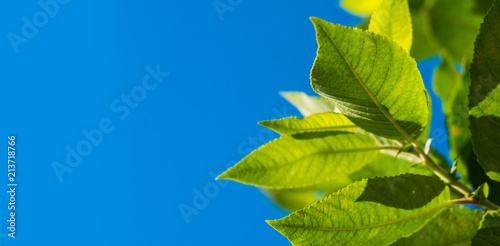 Bright green leaves and clear blue sky