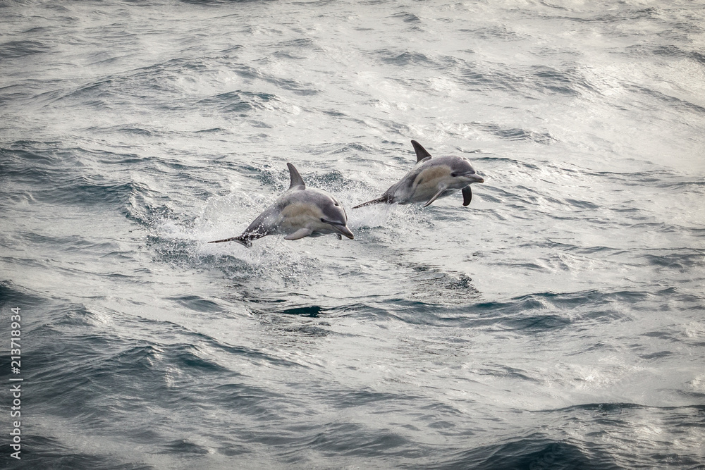 Naklejka premium Two common dolphins jumping out of the water in sync in bass straight near Phillip Island