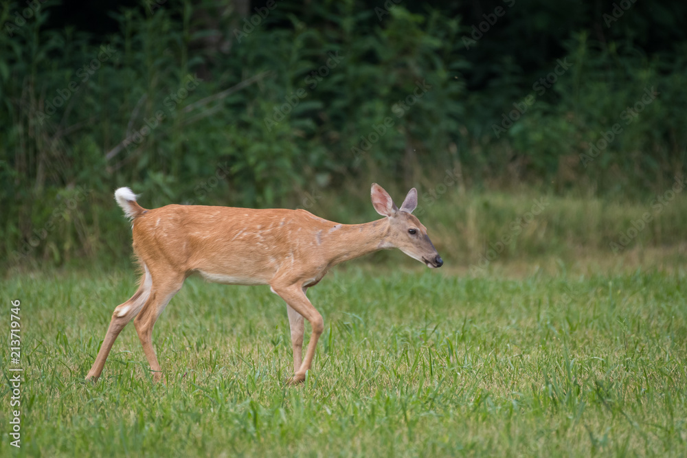 Whitetail deer doe Whitetail deer doe