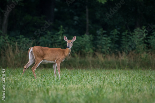 Canvas-taulu Whitetail deer doe