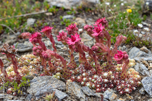 Alpine flower Sempervivum arachnoideum (cobweb houseleek), Aosta valley, Italy. Succulent plant. Photo taken at an altitude of 2600 meters.