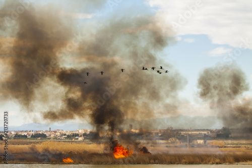 Incendio controlado de vegetación con aves morito pasando entre el negro humo con el pueblo de Camarles al fondo