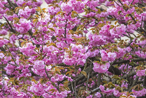 Blossoming pink sakura trees © katatonia