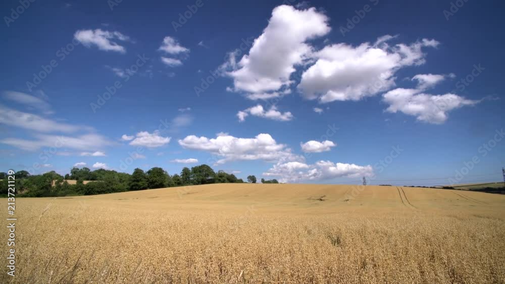 Wheat farm in the educational Butser Ancient Farm at Waterlooville, United Kingdom Wheat farm in the educational Butser Ancient Farm at Waterlooville, United Kingdom