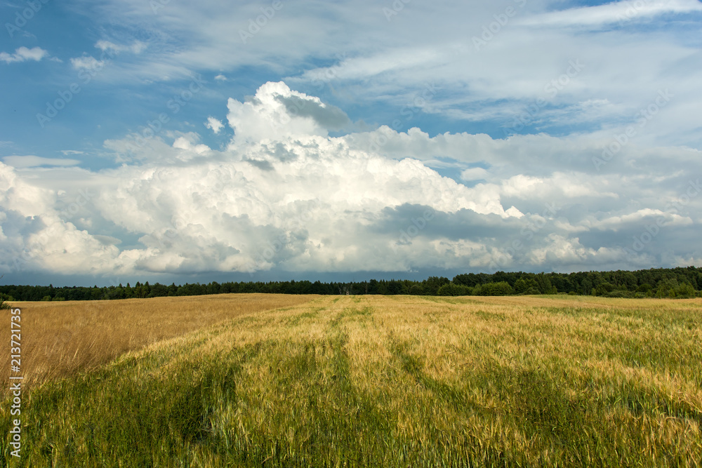 Obraz premium Grain field, forest on the horizon and clouds in the sky