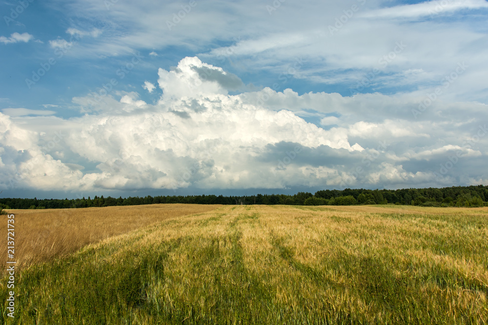 Grain field, forest on the horizon and clouds in the sky
