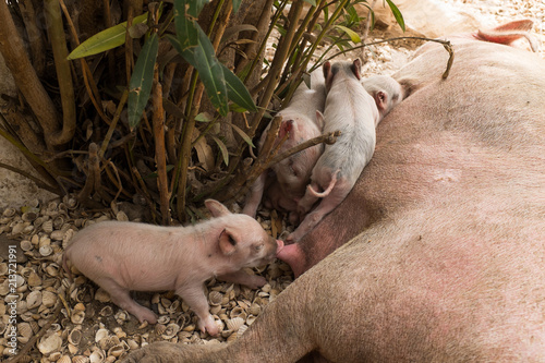 Piglet Suckling Sow Milk photo