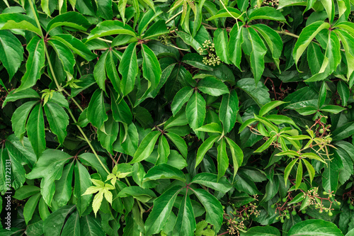 Lush Green Leaves Background or Foliage Texture