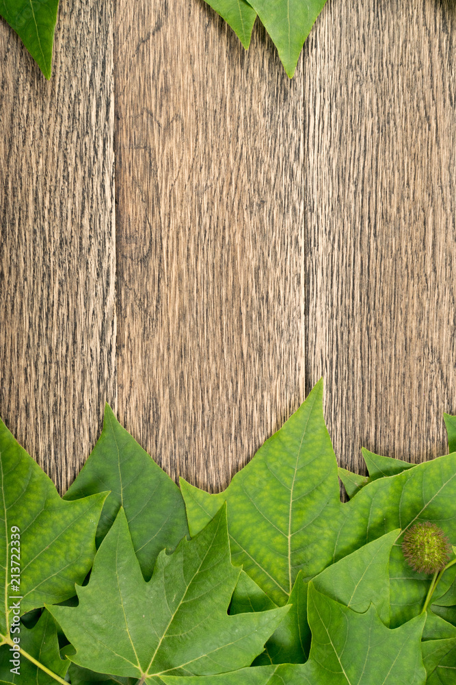 Green Lush Natural Background of Tree Leaves Green Lush Natural Background of Tree Leaves