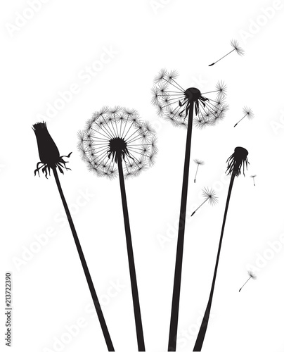 Fototapeta Naklejka Na Ścianę i Meble -  Black silhouette Dandelions. Vector Illustration..Black silhouette Dandelions on white background. Vector Illustration.