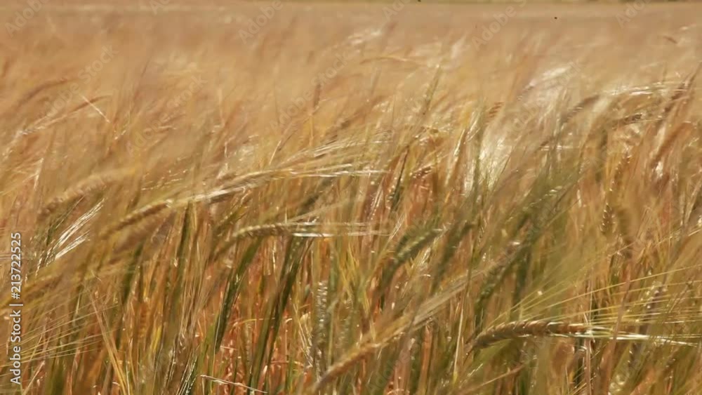 Wheat field Ears of golden wheat close up. Rural scenery under shining sunlight. Background of the ripening ears of the wheat field. (agriculture, agronomy, industry concept) Wheat field Ears of golden wheat close up. Rural scenery under shining sunlight. Background of the ripening ears of the wheat field. (agriculture, agronomy, industry concept)