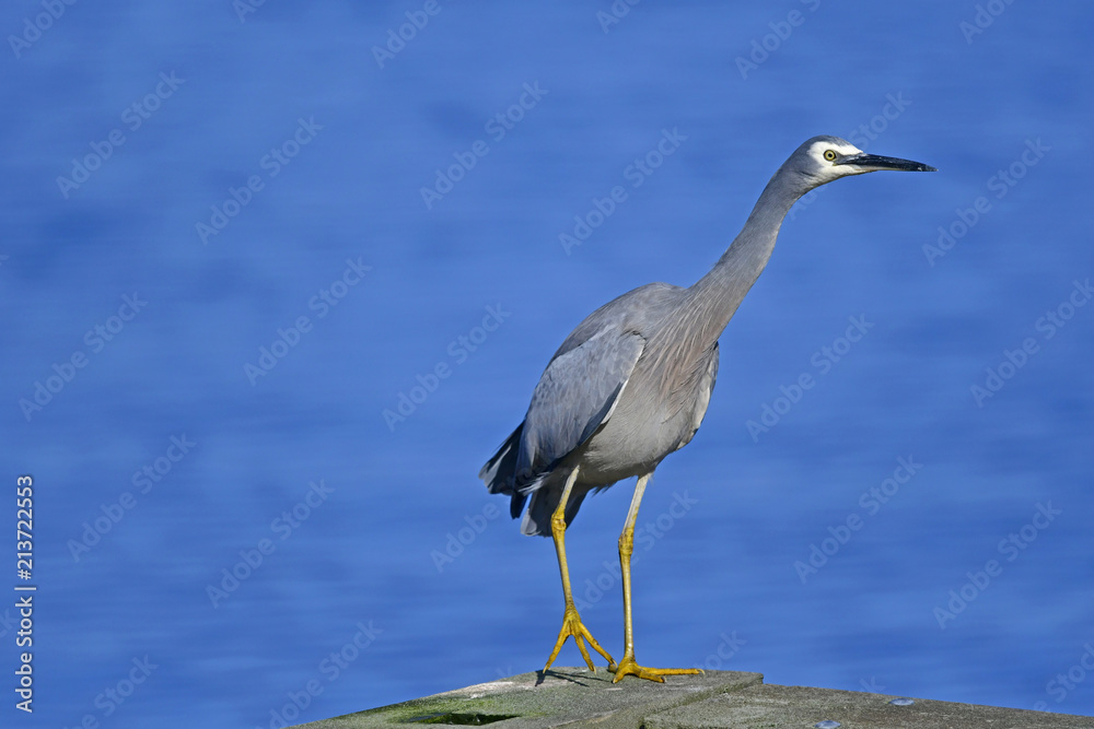 Fototapeta premium Blue Heron