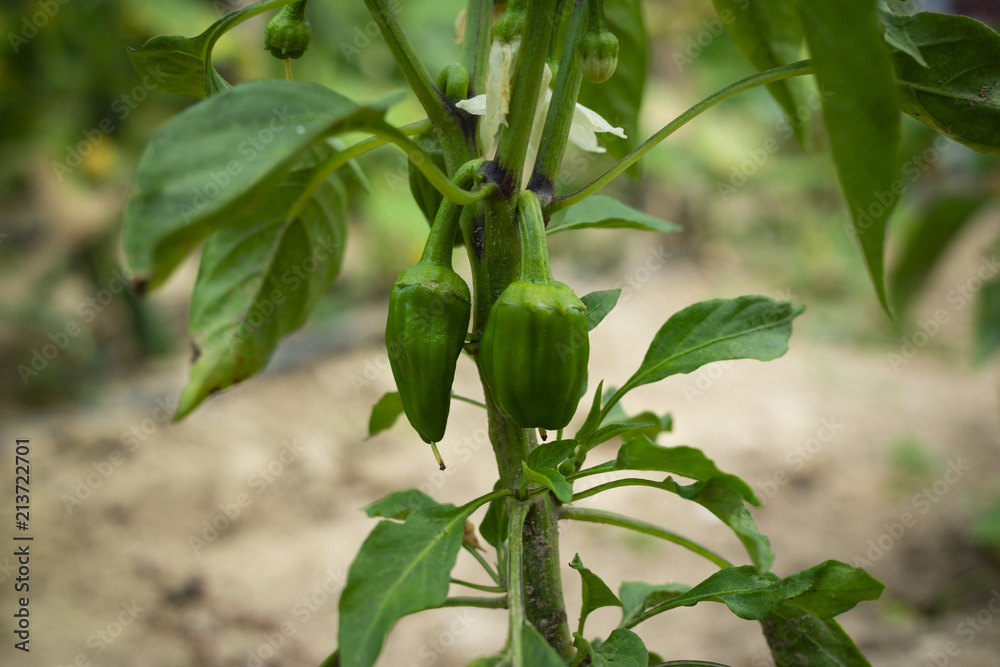 pepper in the garden pepper in the garden
