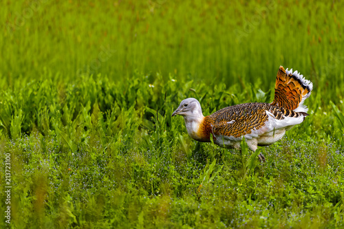 Bilde på lerret Great Bustard (Otis tarda)