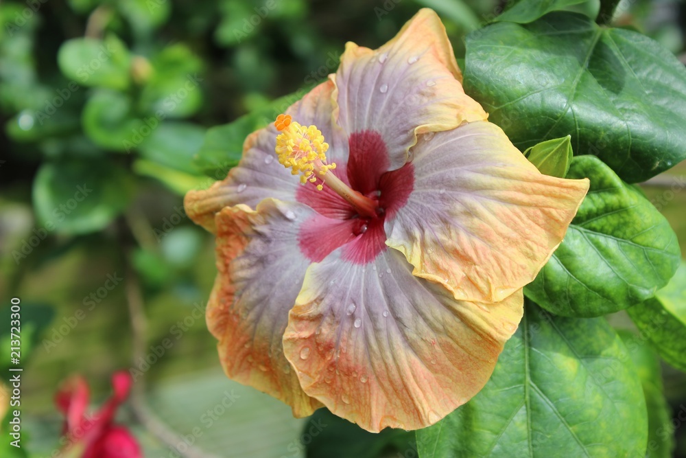 Obraz premium ORANGE AND GRAY HIBISCUS FLOWERS