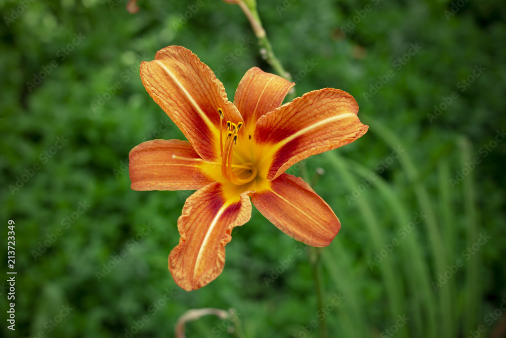 orange lily flower orange lily flower