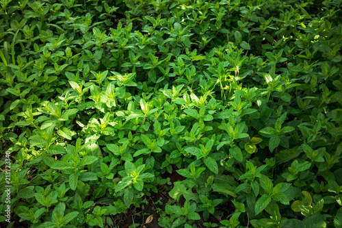 mint plant grow at vegetable garden