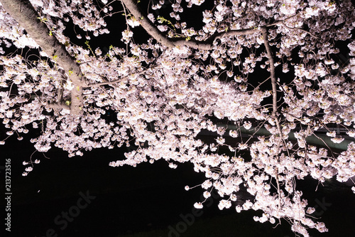 東京・野川の夜桜 photo