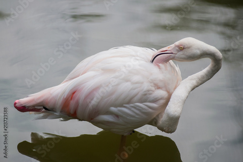 Photography Birds in Kuala Lumpur