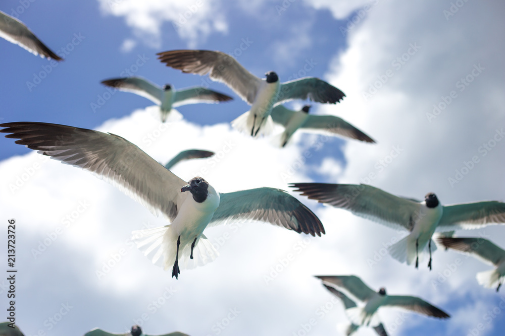 Obraz premium Birds flying close up