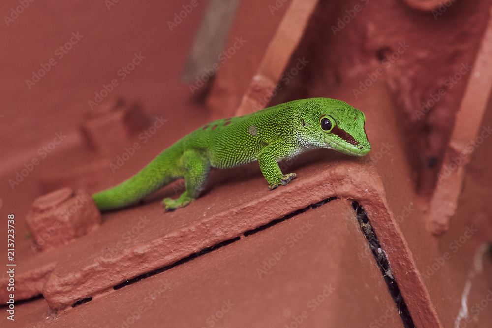 custom made wallpaper toronto digitalGreen Gecko