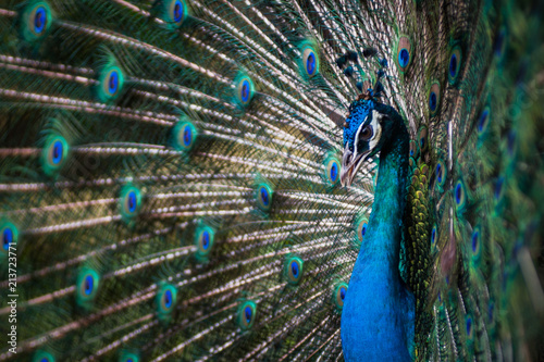 Photography Birds in Kuala Lumpur