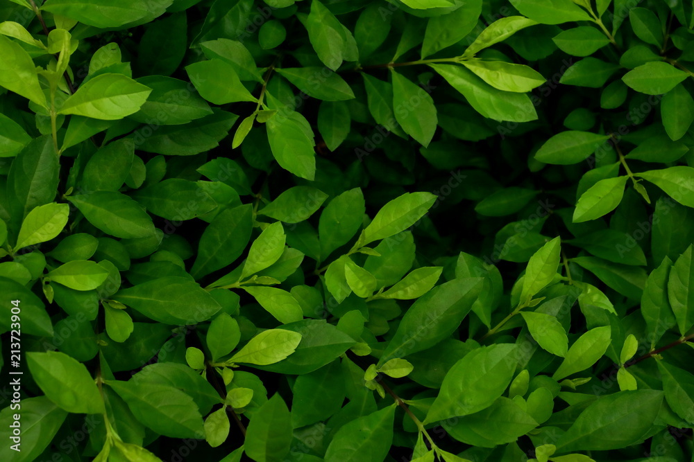 Green leaves background. Green leaves color tone dark in the morning. Green leaves background. Green leaves color tone dark in the morning.