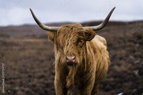 Canvas Print Highland cattle in Scotland
