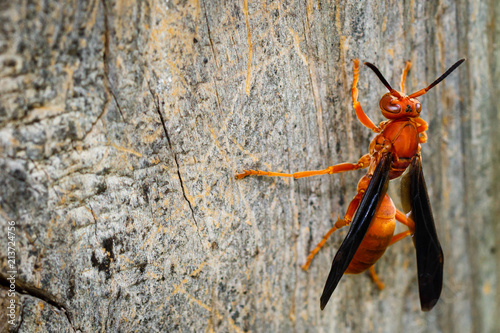 Red wasp on wood
