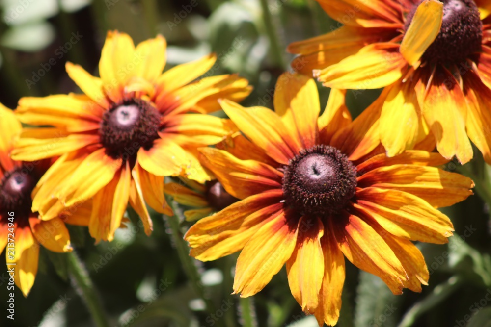 Fototapeta premium YELLOW AND ORANGE FLOWERS